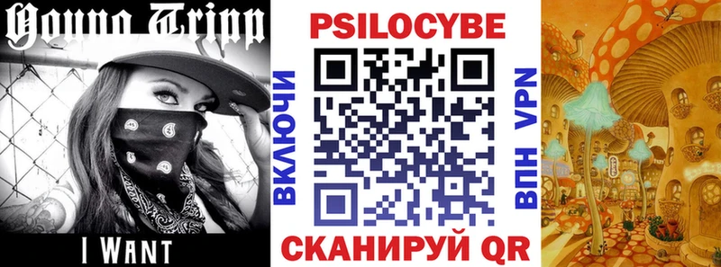 Купить  Алатырь  Галлюциногенные грибы Psilocybine cubensis 